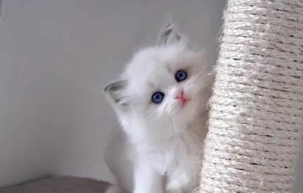 貓癬會傳染給貓嗎？