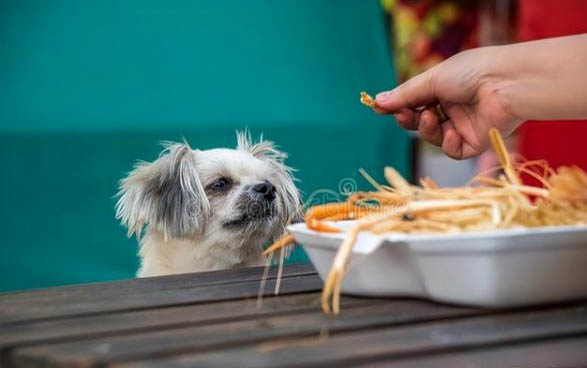 狗狗得了細(xì)小好治嗎