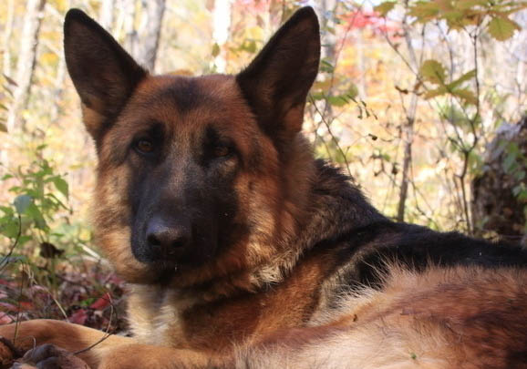 白色德國(guó)牧羊犬哪里有賣