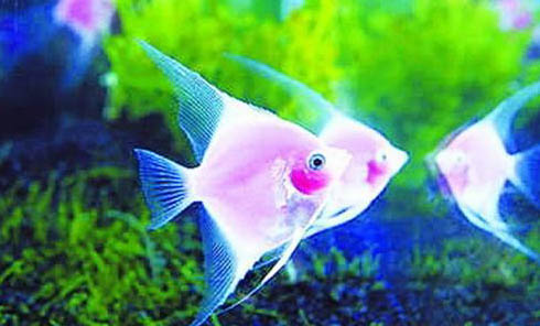 春天釣草魚氣壓多少合適