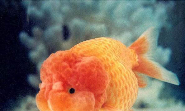 銀龍魚能不能吃火腿腸