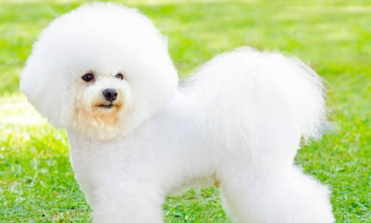 比熊犬能長多大