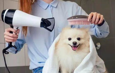 如何訓練狗狗不亂吃東西