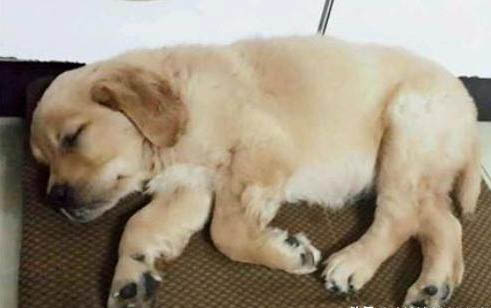 有狗瘟的狗狗都有什么癥狀