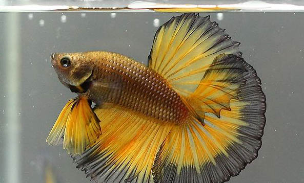 斗魚能曬太陽嗎