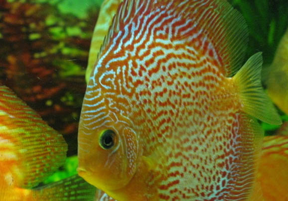七彩神仙魚怎么分公母