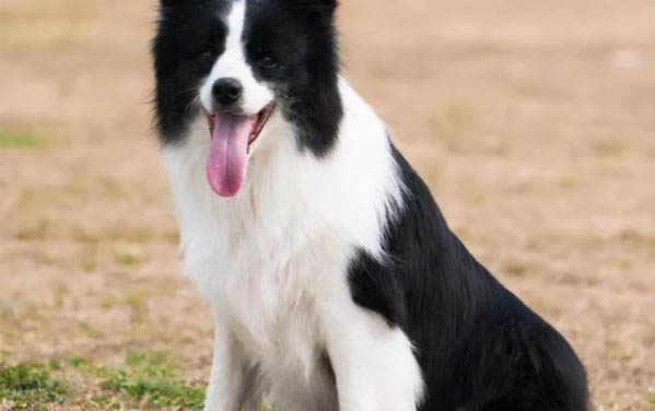 英國古代牧羊犬價(jià)格?古牧飼養(yǎng)注意事項(xiàng)有哪些?
