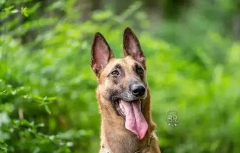 荷蘭牧羊犬和馬犬哪個好