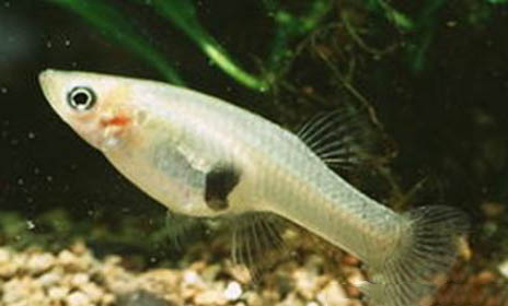 食蚊魚和青鳉魚能混養(yǎng)嗎
