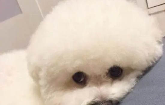 怎樣判斷狗狗是土狗還是德牧?