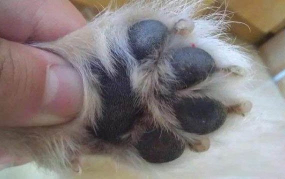 狗吃葡萄干會怎么樣
