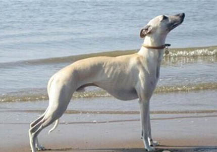 惠比特犬智商介紹