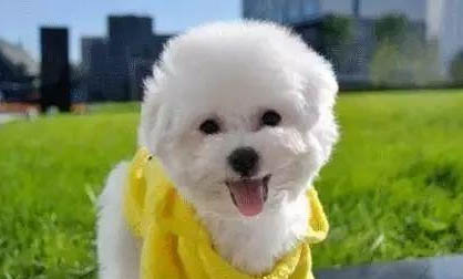 泰迪幼犬一直咳嗽干嘔但精神很好是怎么辦