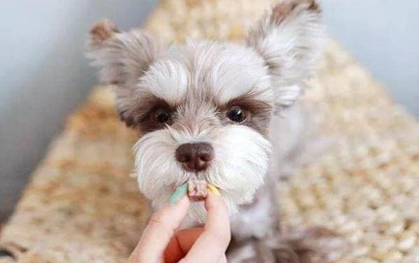 小狗能吃雞蛋嗎