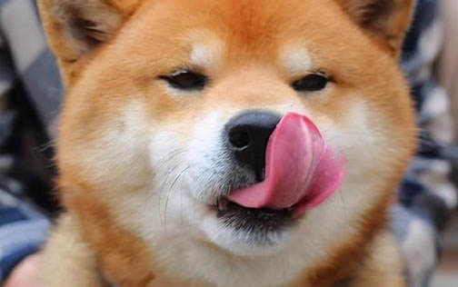 狗狗剪指甲疼嗎