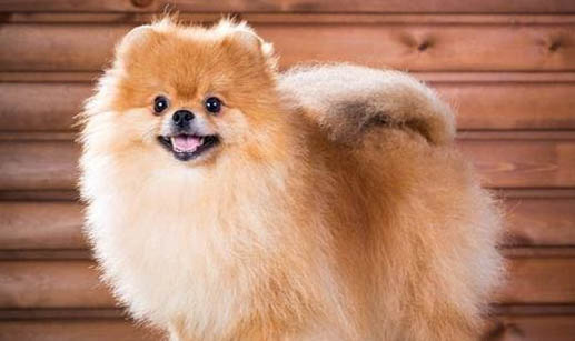 博美犬如何看純不純