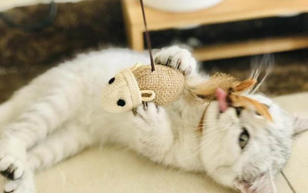 太原哪里有貓舍