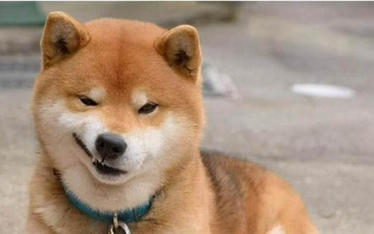 狗能不能吃韭菜