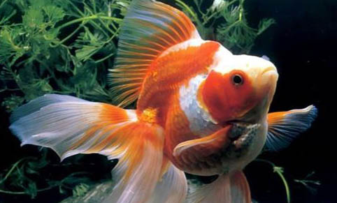 家里養的金魚水里放鹽好嗎