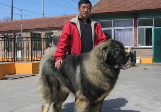 狗可以吃葡萄嗎?