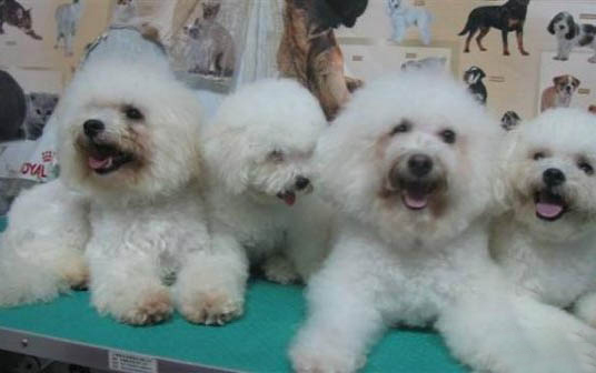 哪里有賣狗狗