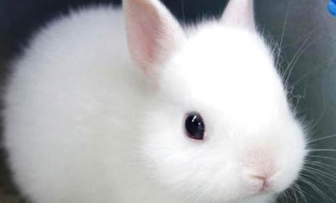 新手如何飼養長毛熊倉鼠