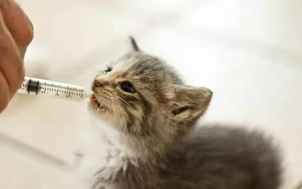 小貓剛出生后腳外翻內翻圖片