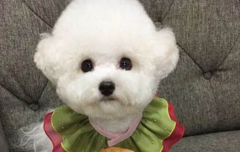 如果狗狗在家到處撒尿怎么辦