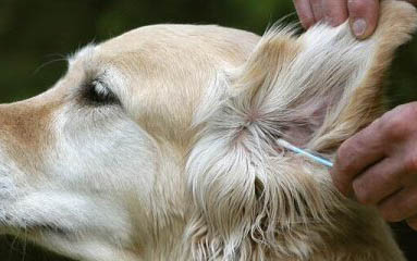 cdv是細小還是犬瘟？
