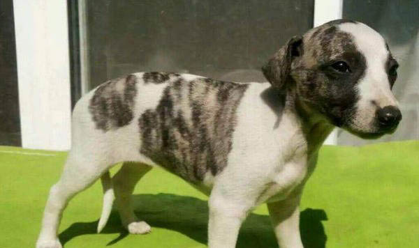 惠比特犬如何訓練