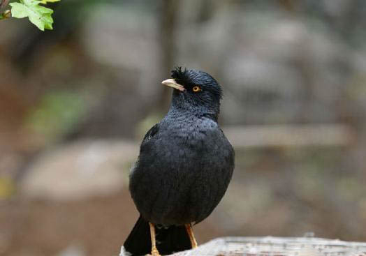 八哥鳥吃什么飼料