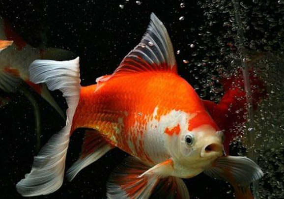 草金魚(yú)為什么要裸缸?