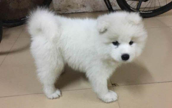 幼犬拉蟲子是不是很嚴重