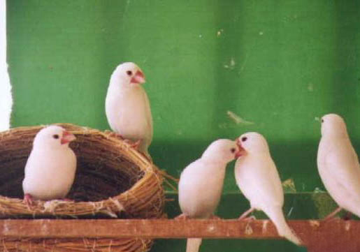 白文鳥可以吃不帶殼小米嗎