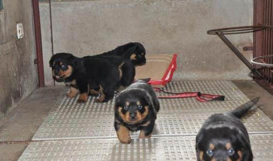 怎么挑選馬犬幼犬
