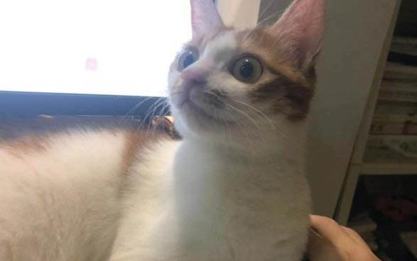小貓咪生下來多久吃奶