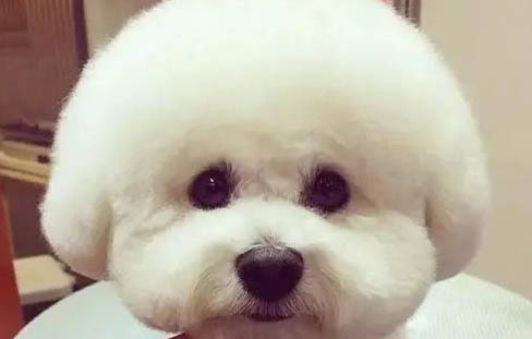狗狗知道主人在哭好嗎