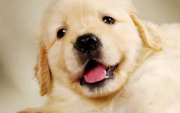 金毛犬和拉布拉多犬哪個(gè)好