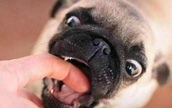 看家狗養什么最好？