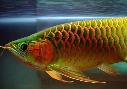 龍魚有哪些品種