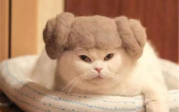 貓咪換牙期會持續多久