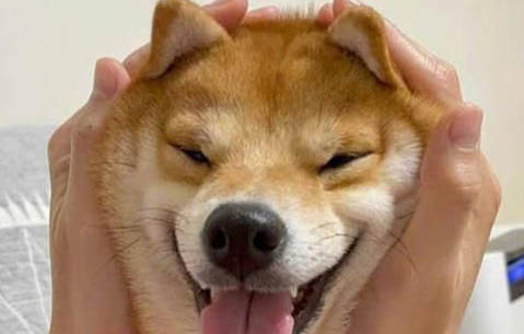 狗狗便秘的原因有哪些
