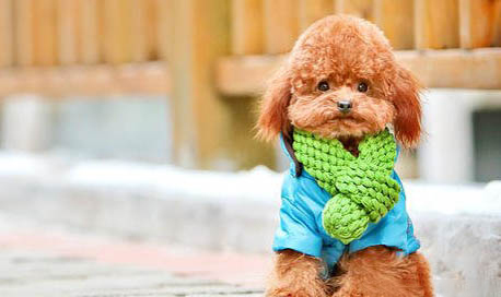 貴賓犬多久洗一次澡