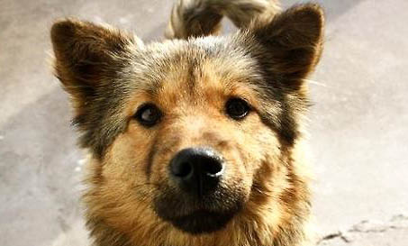 中華田園犬正確喂養方法