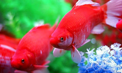 金魚特征