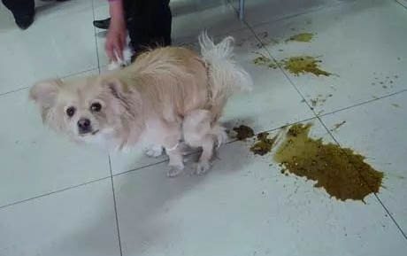 狗死了如何處理