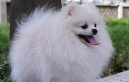 博美犬怎么樣好養(yǎng)么?