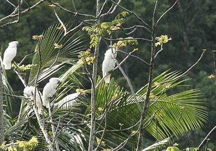 為什么國內禁養大白鳳頭鸚鵡?