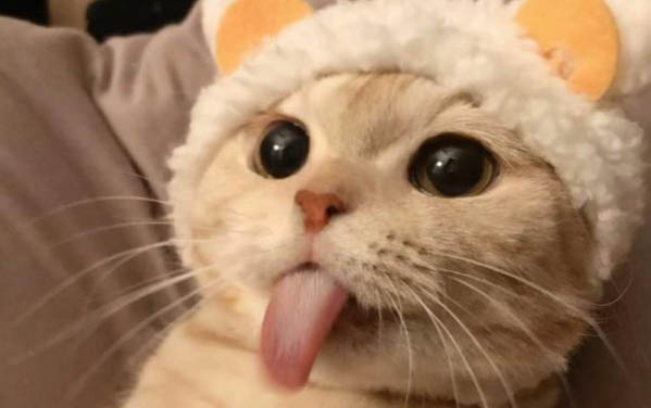 小貓能不能剪指甲?