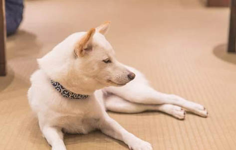 柴犬小時候怎么看小時候的品相